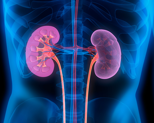 Nephrology